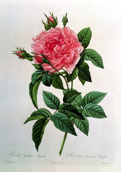 Rosa Gallica Regallis, from 